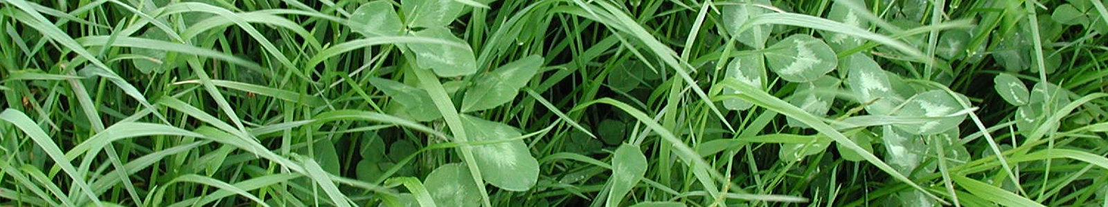 Gras mit Kleeblättern © Dienstleistungszentren Ländlicher Raum